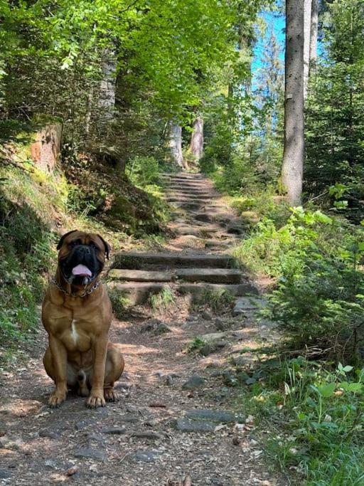 Bollenhut 1 Διαμέρισμα Bad Wildbad Εξωτερικό φωτογραφία